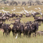 Serengeti Adventure