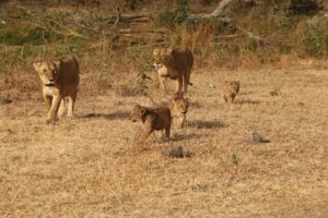 3-Day Small-Group Tanzania Safari Tour from Arusha